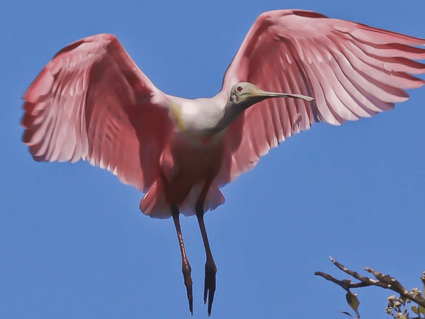 Reel Time: Enjoy nature at the Florida Birding and Nature Festival