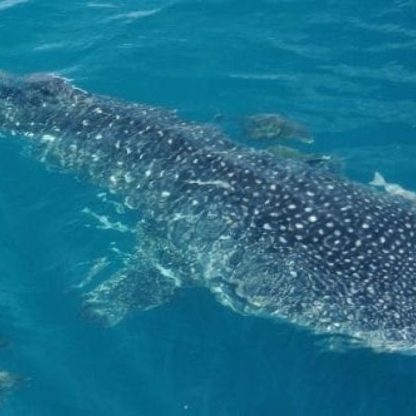 Whale shark