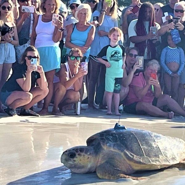 Loggerhead sea turtle &lsquo;Suzi&rsquo; released into race