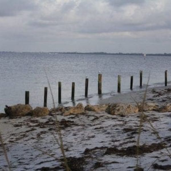 Anna Maria Pier RFP seagulls