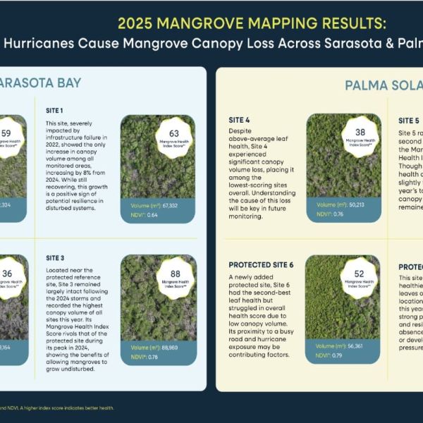 Suncoast Waterkeeper reports heavy toll on mangroves from 2024 hurricanes