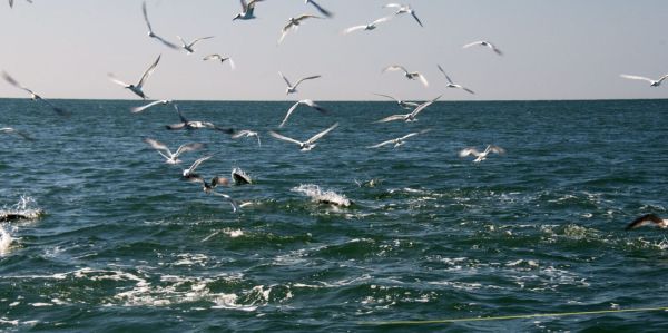 In praise of seabirds