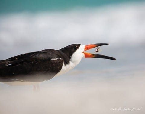 Photographer at The Studio