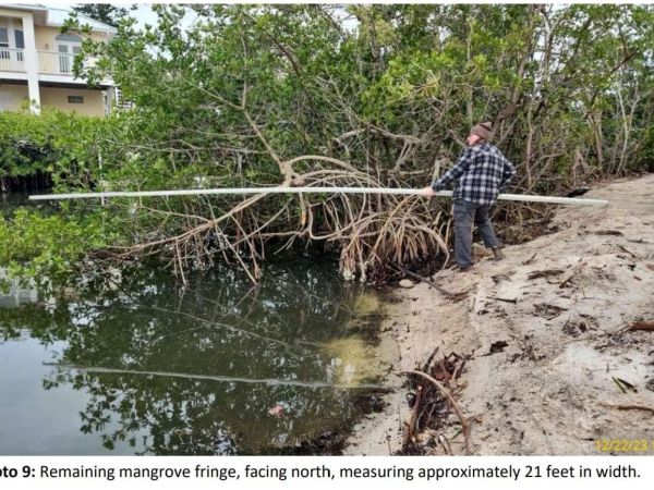 FDEP: Mangrove removal requires additional approval