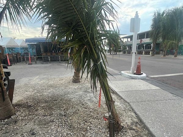 Signed palm tree agreement remains elusive