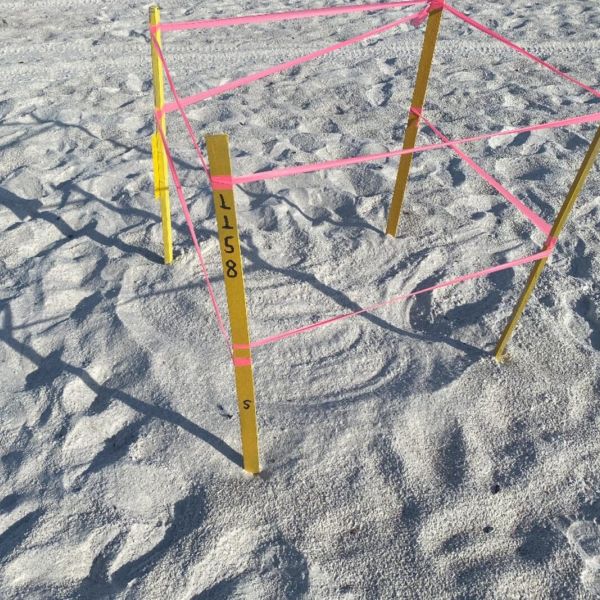Sea turtle nests disturbed at Coquina Beach