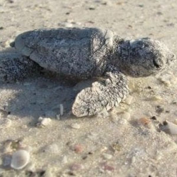 Turtle hatchling