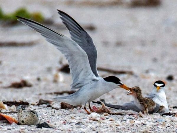 Good news: Least terns nesting on AMI
