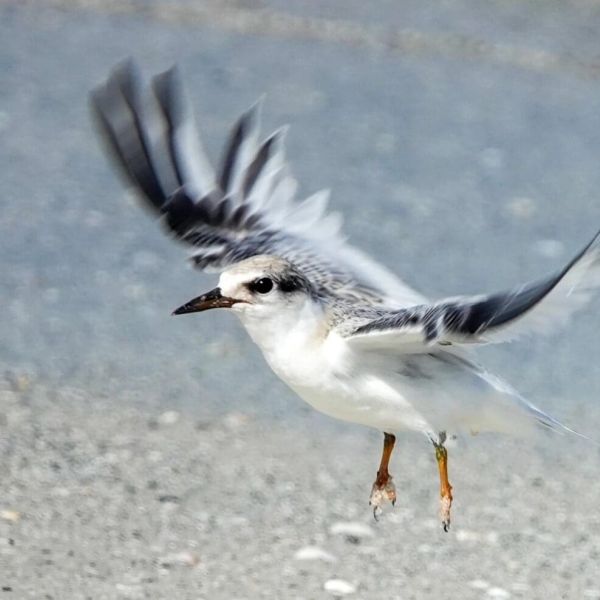 First least tern chick takes flight