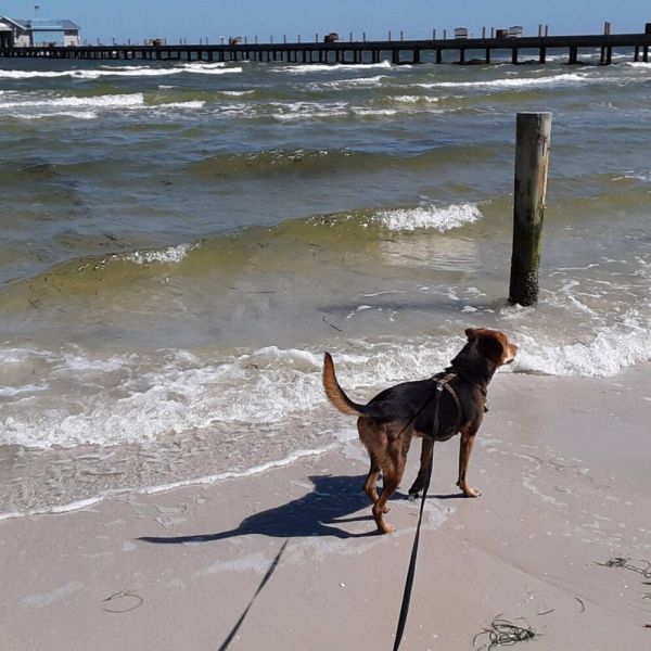 Dogs on beaches concern city officials