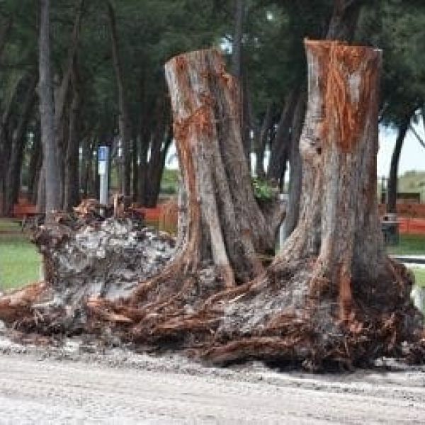 County commission approves Coquina Beach tree removals