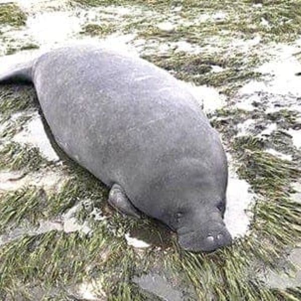 Manatee grounded by Irma