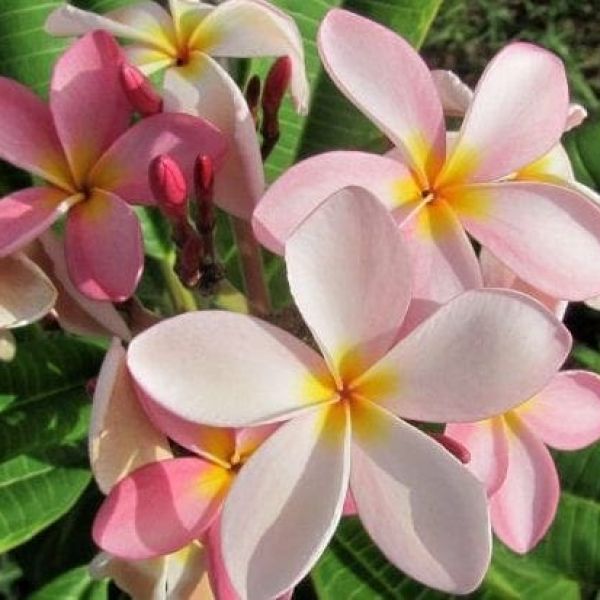 Rise and shine on Easter