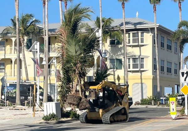 FDOT: Wrong trees, wrong place