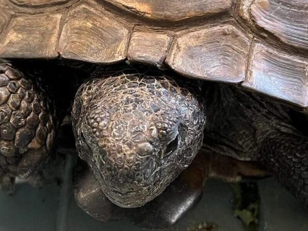 Wildlife Inc. cares for animals during, after hurricane