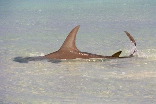 Hammerhead shark