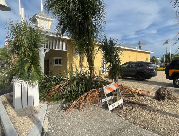 Another coconut palm falls on Bridge Street