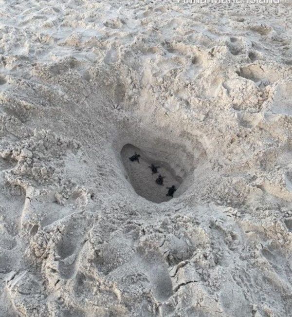 Hazards impede turtle hatchlings