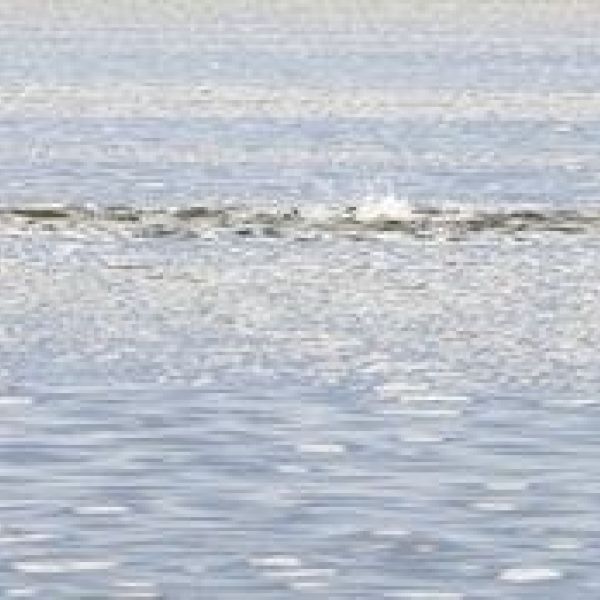Redfish