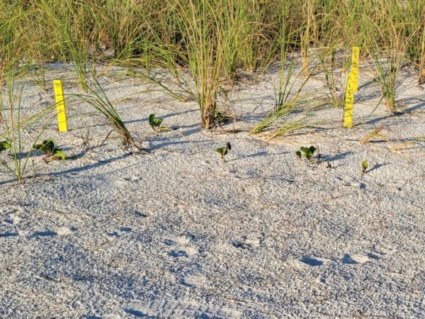 Avoid disturbing sea turtles, nests