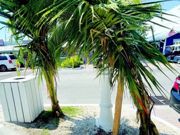 City releases signed coconut palms agreement