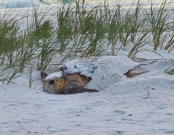 Turtle, bird nesting seasons in full swing