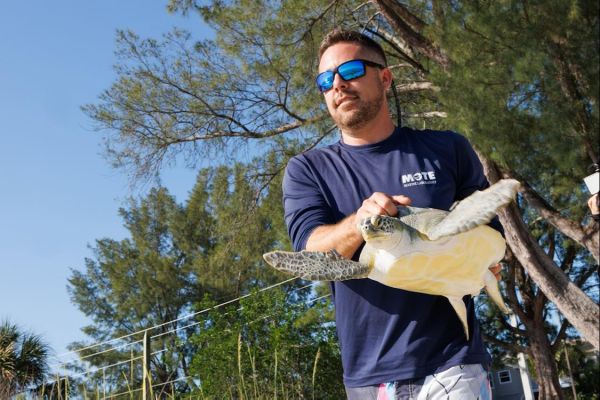 Green sea turtle released