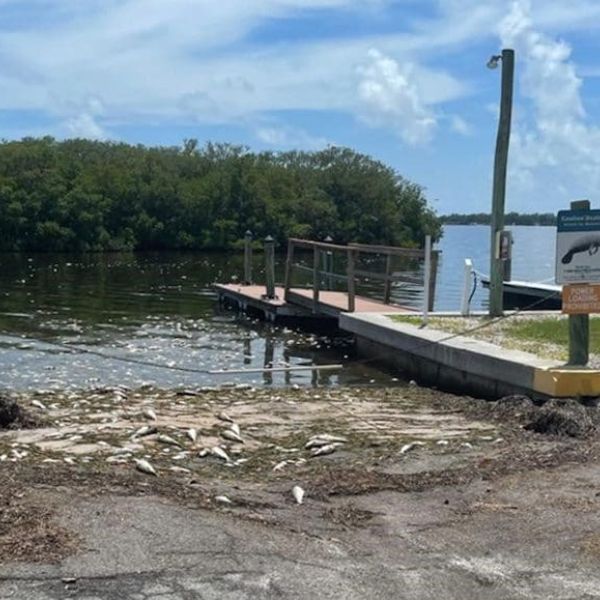 Red tide, respiratory irritation, fish kills linger