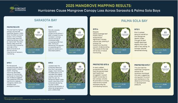 Suncoast Waterkeeper reports heavy toll on mangroves from 2024 hurricanes