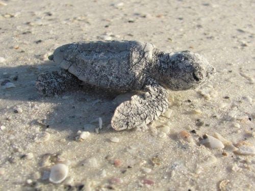 Loggerhead hatchling