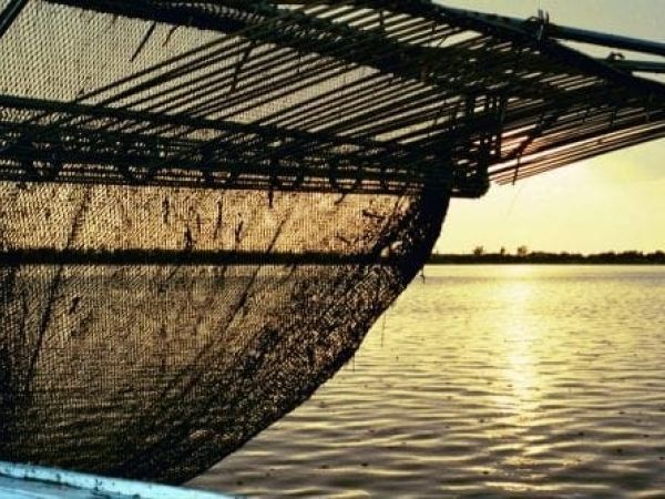 Cortez shrimp net - Cindy Lane | Sun