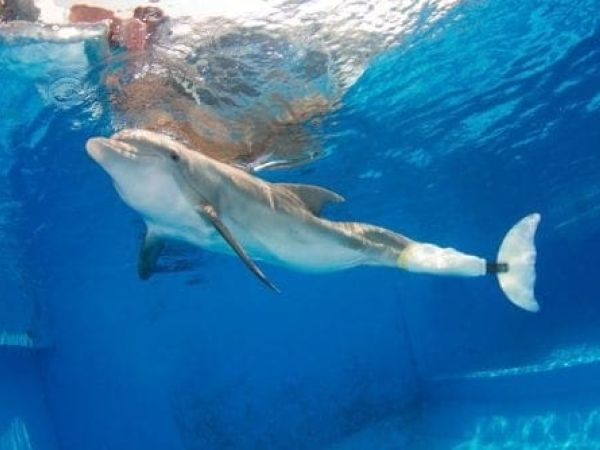 Winter the Dolphin