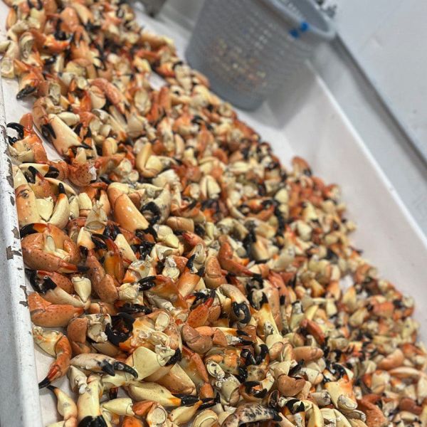 Stone Crab Festival a cracking good time
