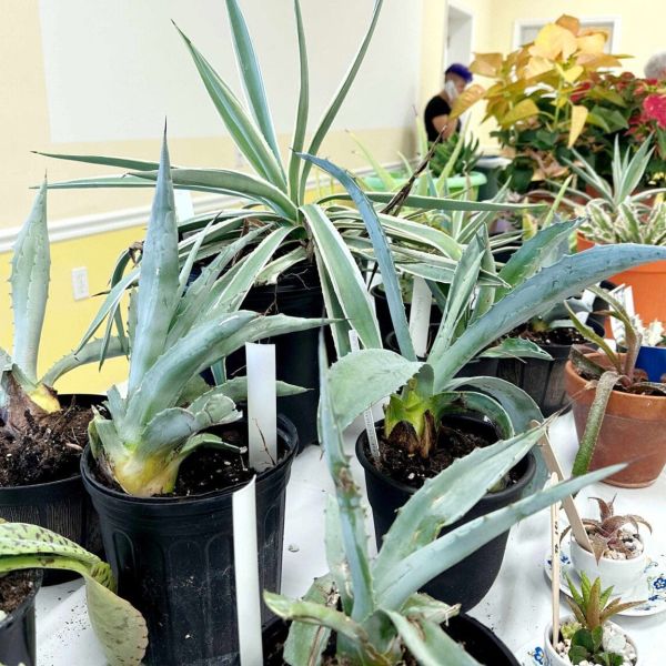 Garden Club Plant Sale draws crowd