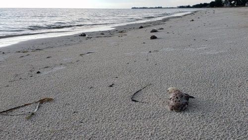 Red tide fish kill