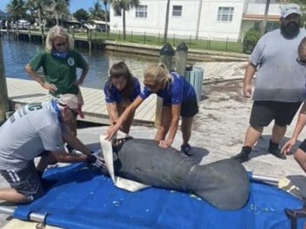 Rescued manatee calf, mom released