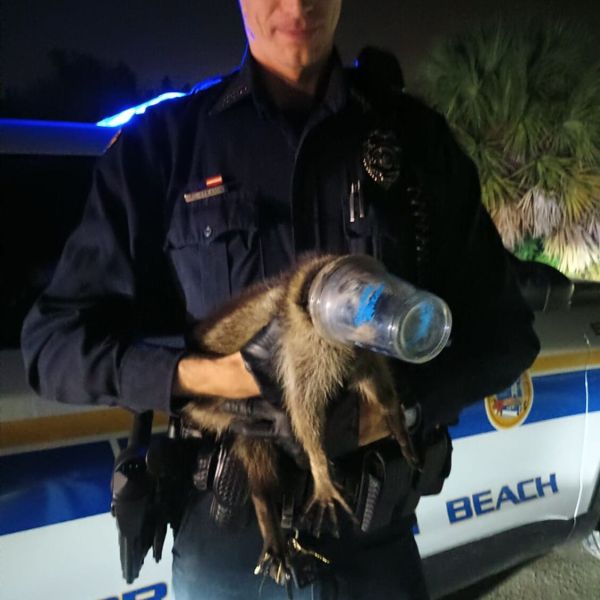 Woman hospitalized following raccoon attack