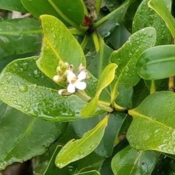 Mangrove flower
