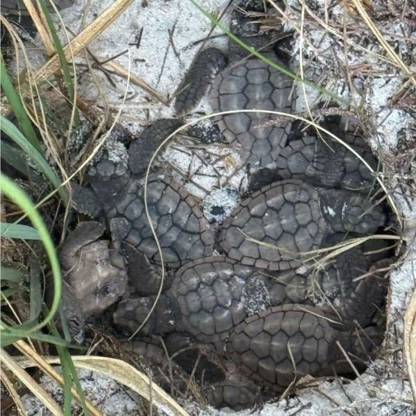 Sand dune loss may affect sea turtle nesting