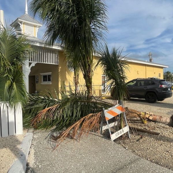 Another coconut palm falls on Bridge Street