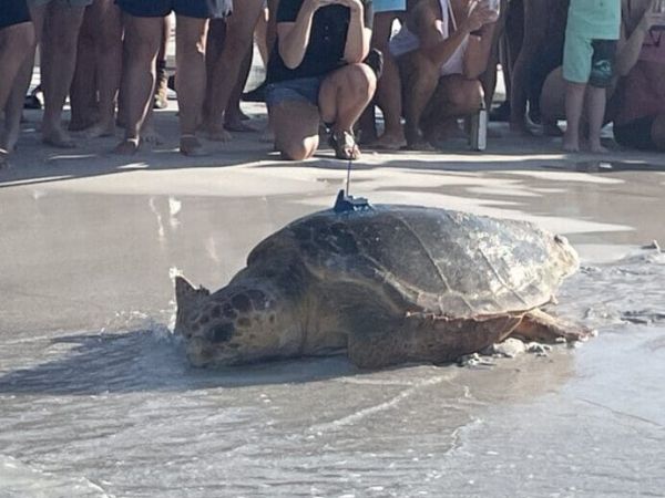 Sea Turtle Conservancy to release turtle