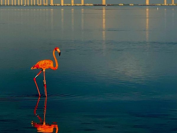 Flamingos flock to Florida during hurricane