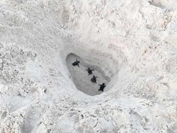 Bradenton Beach commissioners discuss beach hole ordinance