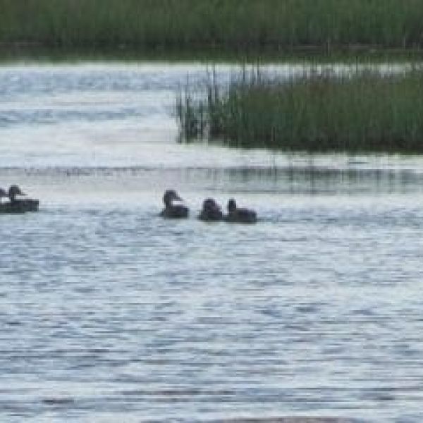 Ducks at Perico Preserve
