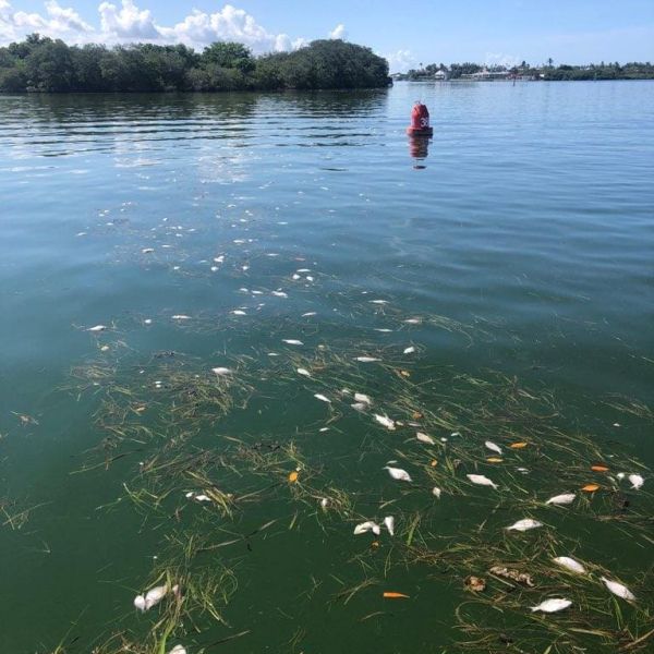 Are tourists concerned about red tide?