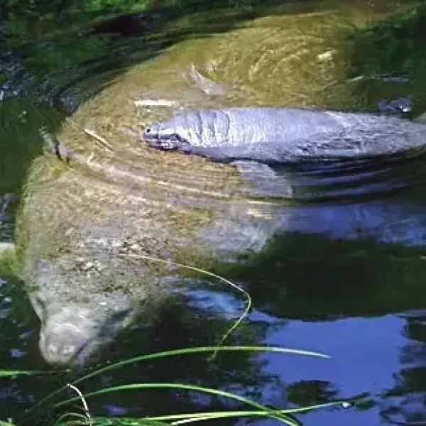 FWC warns boaters to watch out for manatees