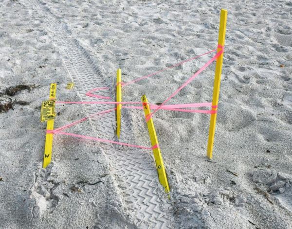 Turtle nests run over on AMI beaches
