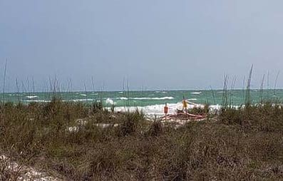 First turtle nest of season early