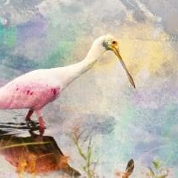 Island Gallery West announces new featured artist