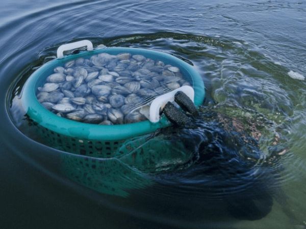 Commission considering clam and seagrass restoration request